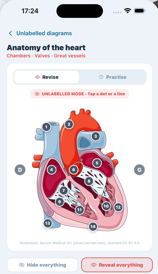INRO nursing student space with an unlabelled anatomy diagram of the heart to name